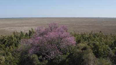 La réserve naturelle Ibera, lapachos