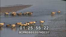 Les agneaux des Pré Salés traversant les eaux de la  Baie de Somme