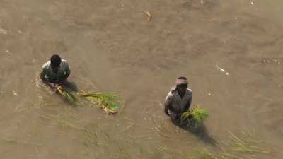 Hommes travaillant à la plantation d'une rizière