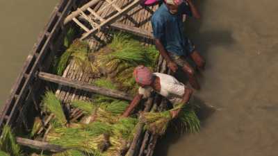 Hommes travaillant à la plantation d'une rizière