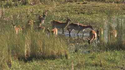 Antilopes, koudous
