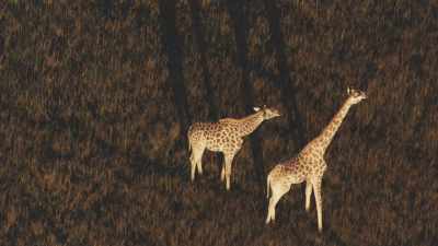 Girafes dans la lumière du soir
