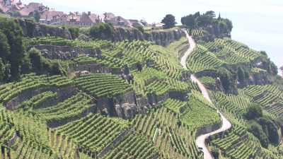 Plans rapprochés des vignobles de Lavaux en terrasse