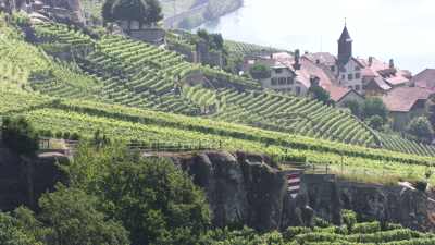 Plans rapprochés des vignobles de Lavaux en terrasse