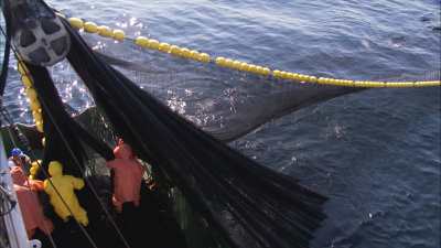 Pêche à la sardine, les pêcheurs remontent les filets