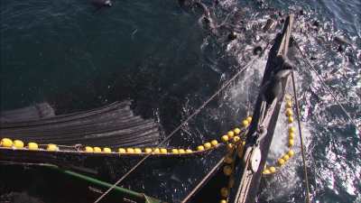 Pêche à la sardine, les pêcheurs remontent les filets
