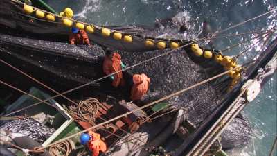 Gros plans de filets de sardines et de pêcheurs