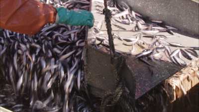 Très gros plans de sardines grouillantes chargées à bord