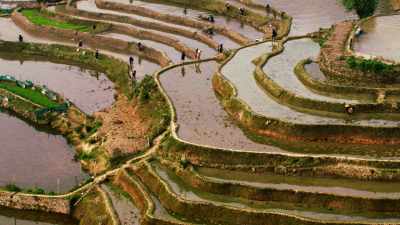 Paysans cultivant les rizières de Yuanyang