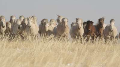 Chevaux sauvages en Mongolie Intérieure