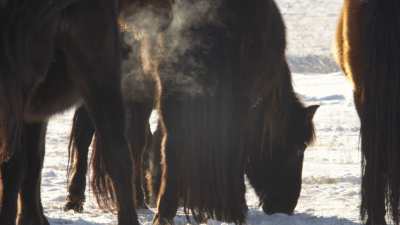 Chevaux sauvages en Mongolie Intérieure