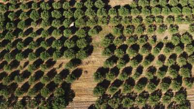 Plantation d'oliviers en Algérie