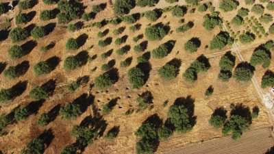 Plantation d'oliviers en Algérie