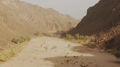 Végétation dans le lit asséché d'une rivière dans le désert