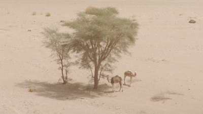 Arbres et dromadaires dans le désert