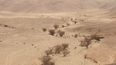 Plan au ras du sol des arbres dans le désert