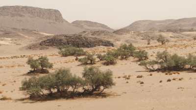 Plan au ras du sol des arbres dans le désert