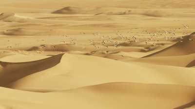 Cigognes dans les dunes