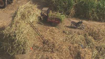 Récoltes dans les champs de canne à sucre