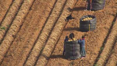 Ramasseurs de pommes de terre