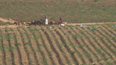 Plans sur les champs, petit troupeau de chèvres et petite ferme