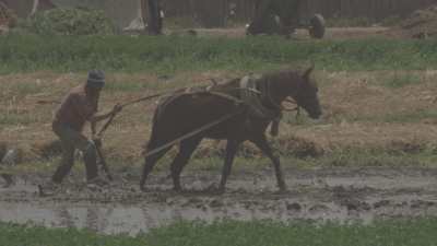Labourage manuel avec un cheval dans les terres inondées