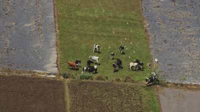 Vaches dans les champs inondés, clocher d'une mosquée