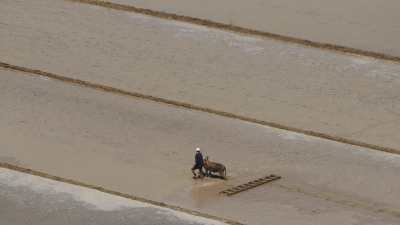 Labourage manuel avec un cheval dans les terres inondées