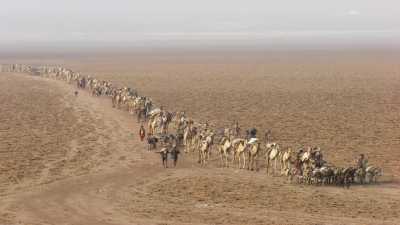 Caravane de sel du lac Assal, chameaux