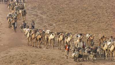 Caravane de sel du lac Assal, chameaux