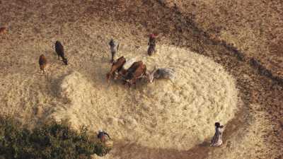 Paysage et zoom sur les paysans du Tigray aux champs
