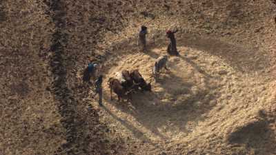 Gros plans sur des paysans et des boeufs du Tigray