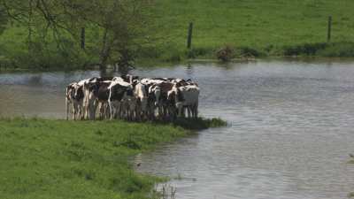 Vaches sur un étang