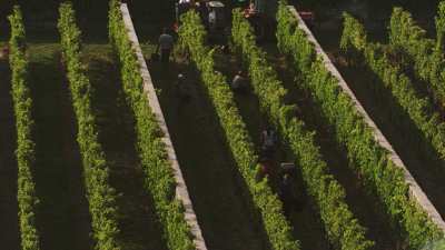 Vendanges dans les vignes du Maine-et-Loire