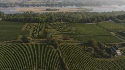 Les vignes, la Loire et ses îlots de sable