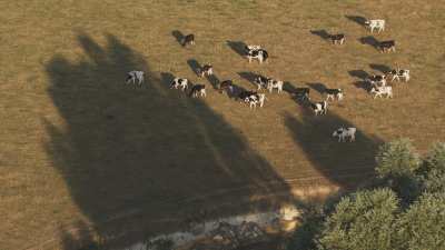 Troupeau de vache qui pâture au bord de l'eau dans la campagne française