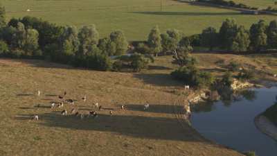Troupeau de vache qui pâture au bord de l'eau dans la campagne française