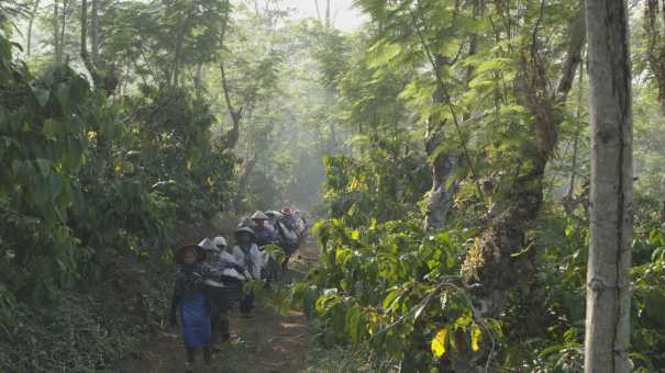 Ramasseuses de café dans une plantation traditionnelle
