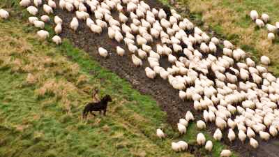 Rassemblement annuel des moutons