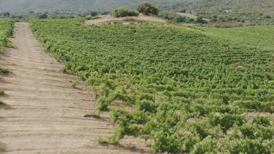 Brumes sur les collines, vignes et villages de Ligurie