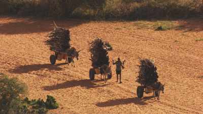 Hagadera Camp, des ânes transportent du bois