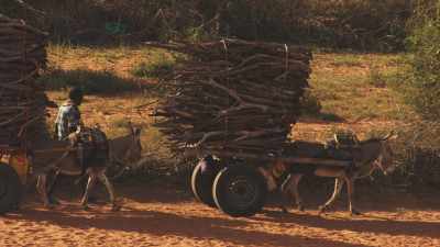 Hagadera Camp, des ânes transportent du bois