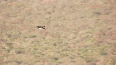 Tantale ibis en vol