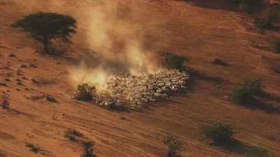 Immense troupeau de chèvres, Hagadera Camp