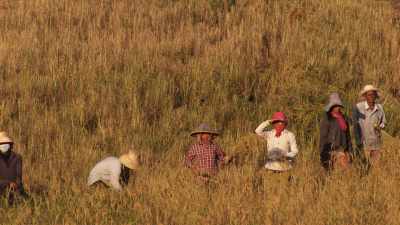 Paysans cambodgiens,dans les rizières