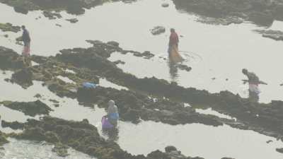 El Jadida, pêcheurs ramassant des algues rouges