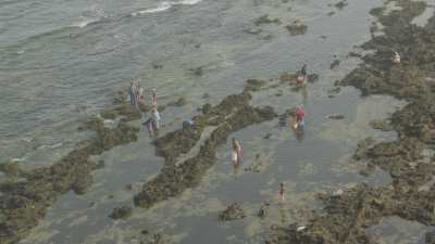 El Jadida, pêcheurs ramassant des algues rouges