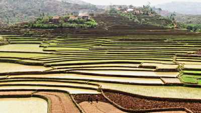 Paysage vallonné, culture de riz en terrasse