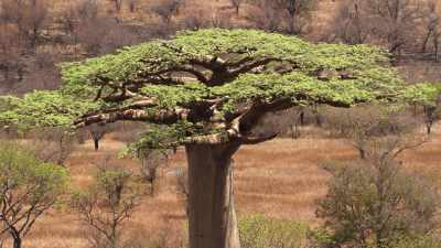 L'Allée des Baobabs