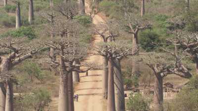 Allée des Baobabs